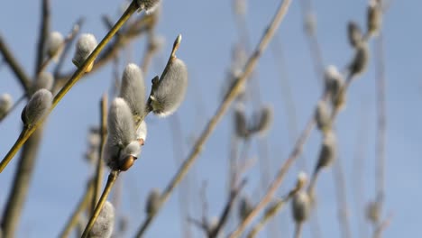 pussy willow growing in early spring, close up, spring nature detail
