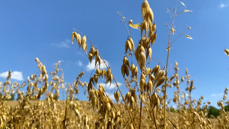 wheat grain blow gently and calmly in the wind on a beautiful day with blue sky and fluffy clouds