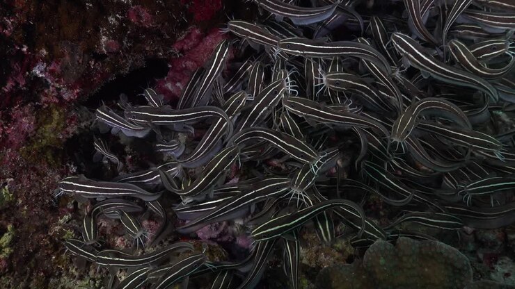 Catfish close up on coral reef at night