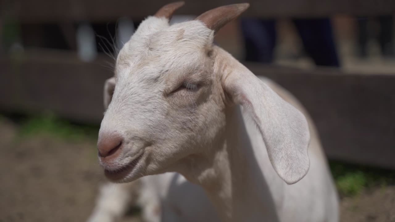 동물원에서 행복하게 건초를 먹고 있는 어린 흰 염소