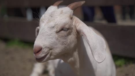 a young white goat happily feeding on hay in a petting zoo