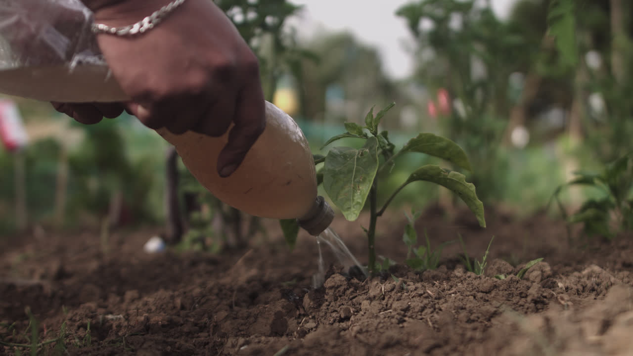 primer plano de manos latinas regando plantas en el suelo con una botella de agua