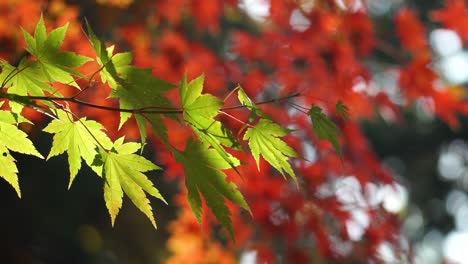 Japanese maple tree branch with green leaves under sunlight - close-up, shallow focus, static