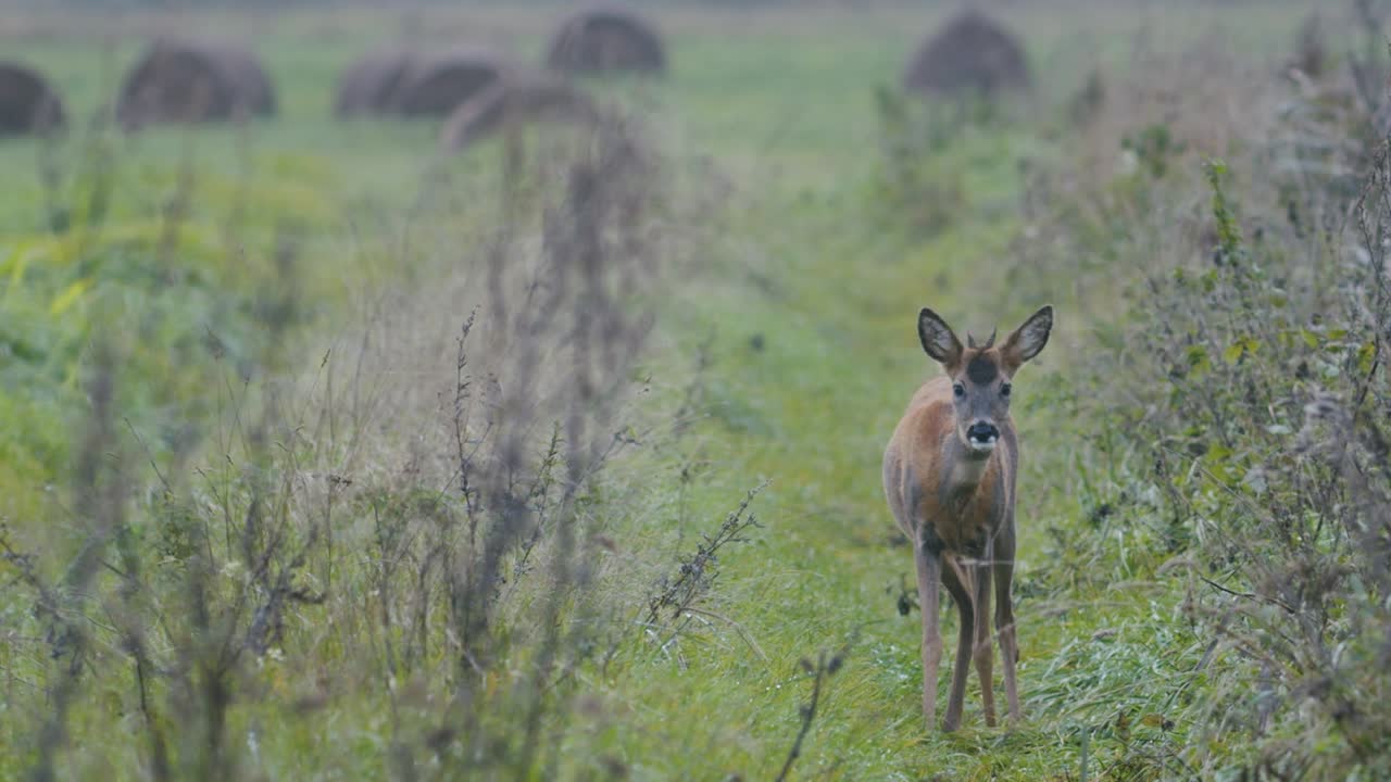 corzo en el amanecer atardecer luz de otoño entre rollos de heno comer jugar