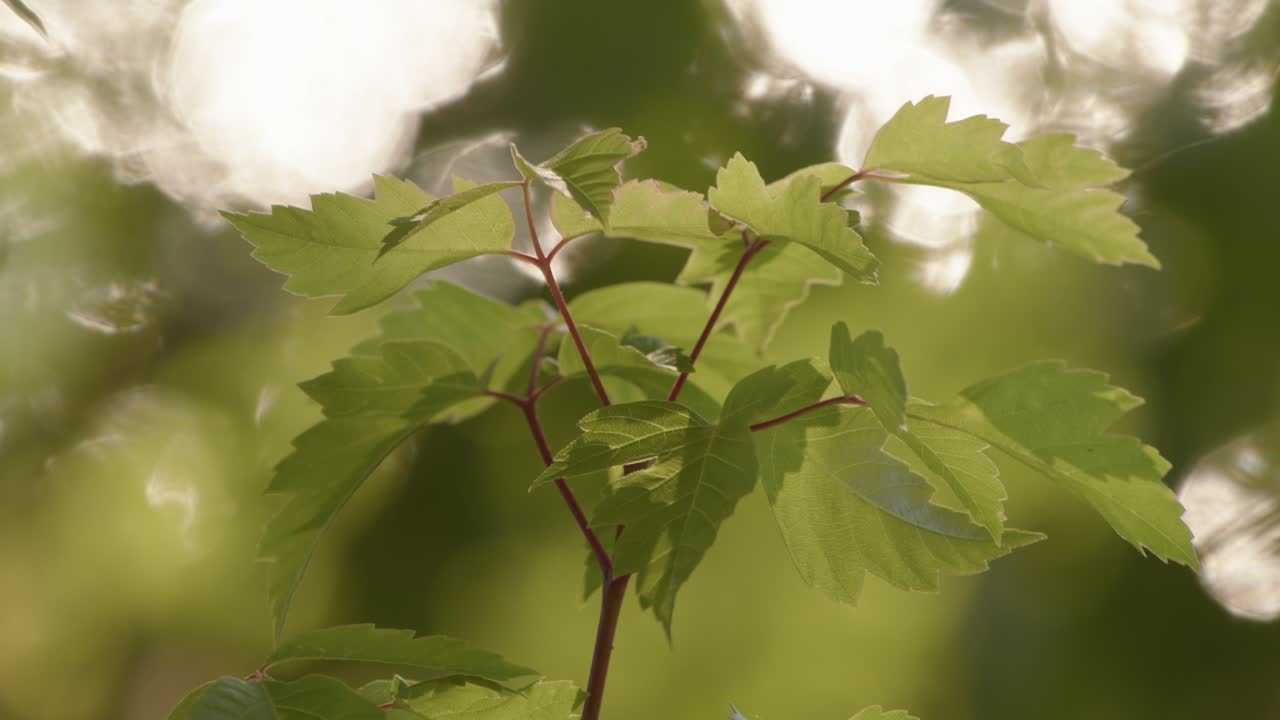 Close-up shot of a small tree in sharp focus with blurry water in the background reflecting light