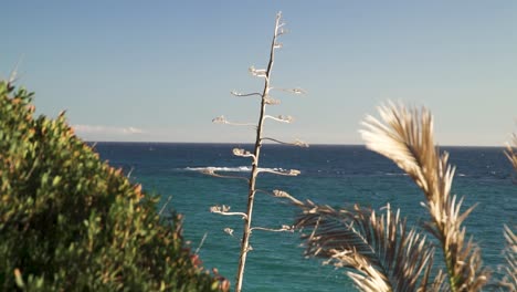 El-Océano-Atlántico-Visto-Detrás-De-La-Vegetación-Okn-El-Acantilado-En-Cádiz,-España