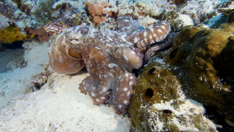 octopus underwater walking