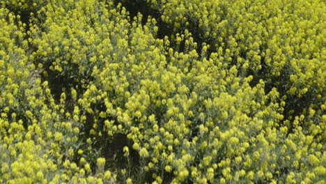 drone shot flying above rapeseed field in sweden