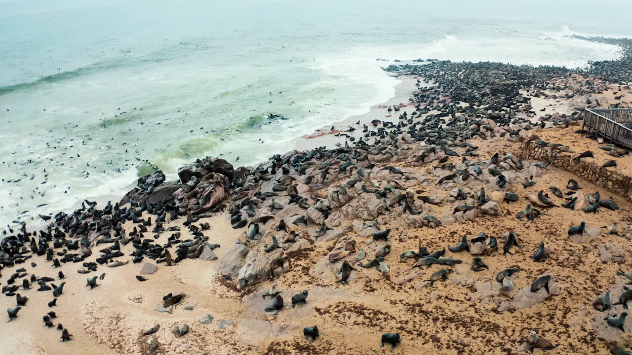 Large Colony of Seals on a Rocky Beach