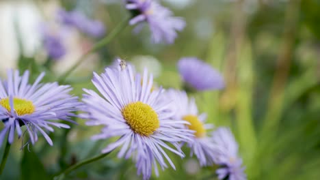 callistephus chinensis violeta invierno aster en otoño jardín cerrar