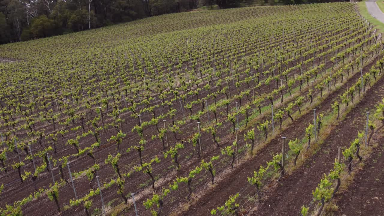 Drone shot flying over an Adelaide Hills vineyard, famous for it's cool climate white wines and champagne