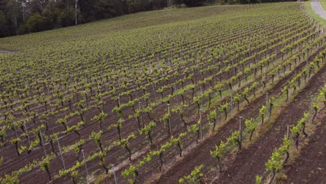 drone shot flying over an adelaide hills vineyard, famous for it's cool climate white wines and champagne