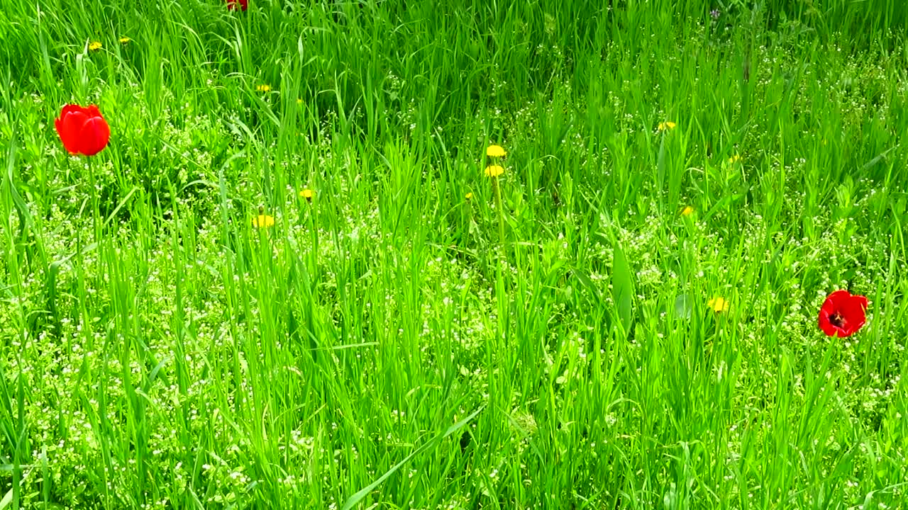 Prato primaverile. Riprese in primavera.