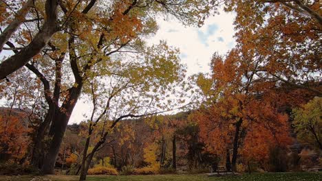 The-wind-blows-through-the-colorful-fall-foliage-of-Northern-Arizona