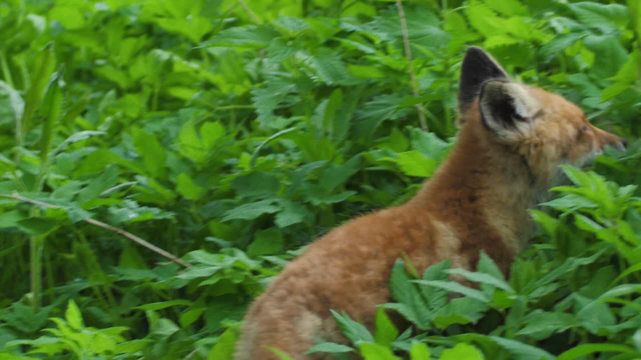 lindo cachorro de zorro rojo se para en la hierba y mira a la cámara