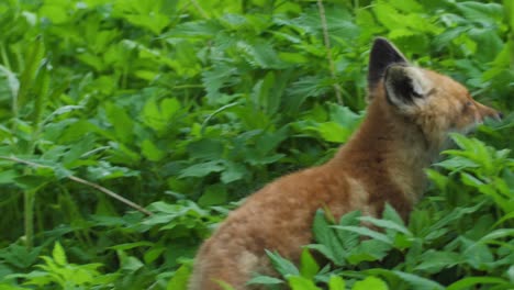 Cute-red-fox-cub-stands-in-the-grass-and-looks-at-the-camera