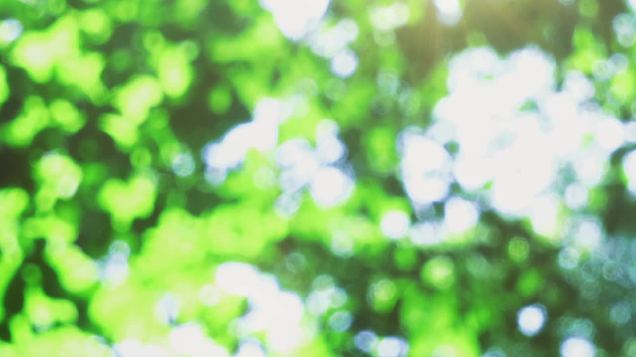木々の葉から差し込む太陽の光。ピンボケ。
