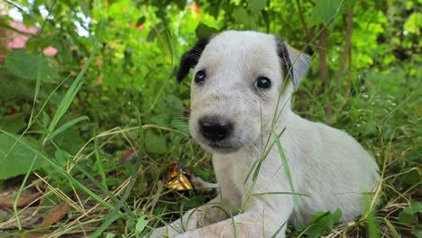 Homeless-puppies-on-the-streets-of-the-city.