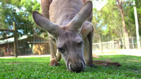 Ground-level-close-up-shot-capturing-a-red-kangaroo,-osphranter-rufus-grazing-on-green-grass,-Australian-native-wildlife-species