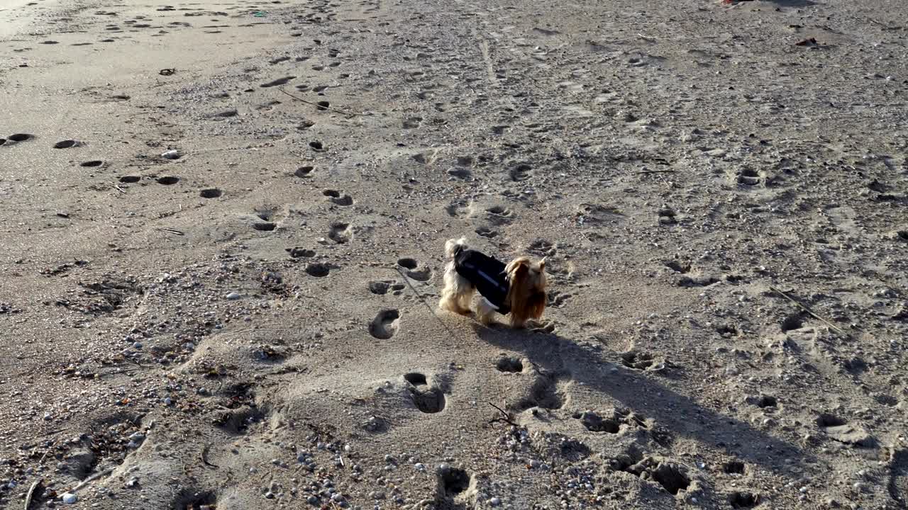 해변에 있는 요크셔 테리어