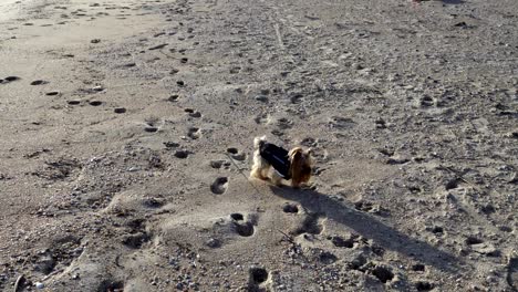 el yorkshire terrier en la playa.