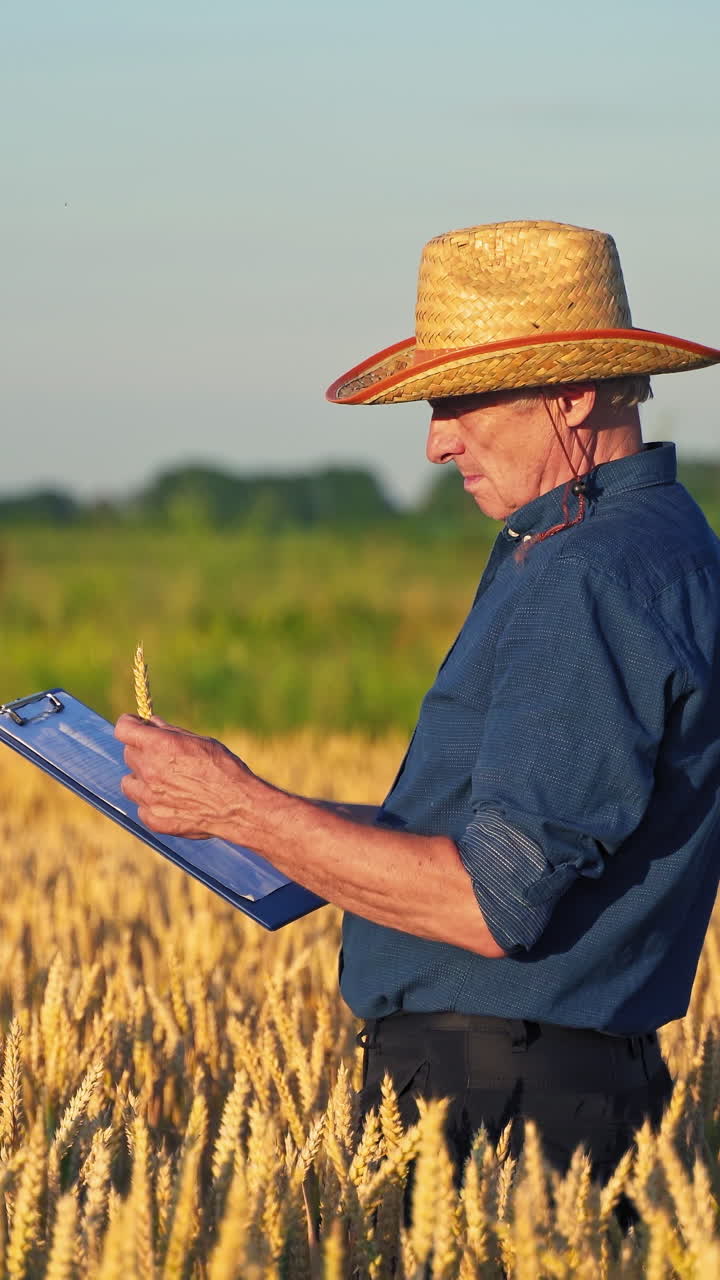 Agronomo in un campo di grano dorato. Ritratto di un agricoltore che controlla l'andamento del campo di grano.