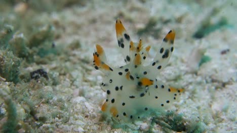 Yellow-Black-Spotted-Pikachu-Nudibranch-Slug-Crawls-Quickly-Over-Sand