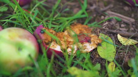 flies and wasps crawl on a rotting apple in the grass