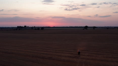 aerial backwards shot of person riding horse on agricultural spanish field during sunset
