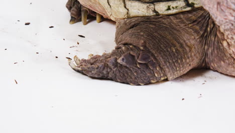 las garras de la tortuga rompiendo de cerca