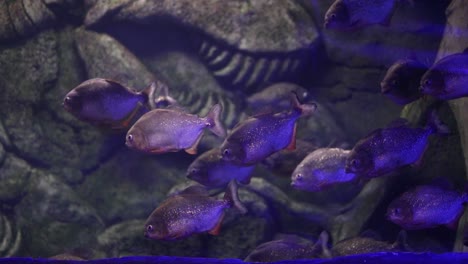 school of piranhas in aquarium