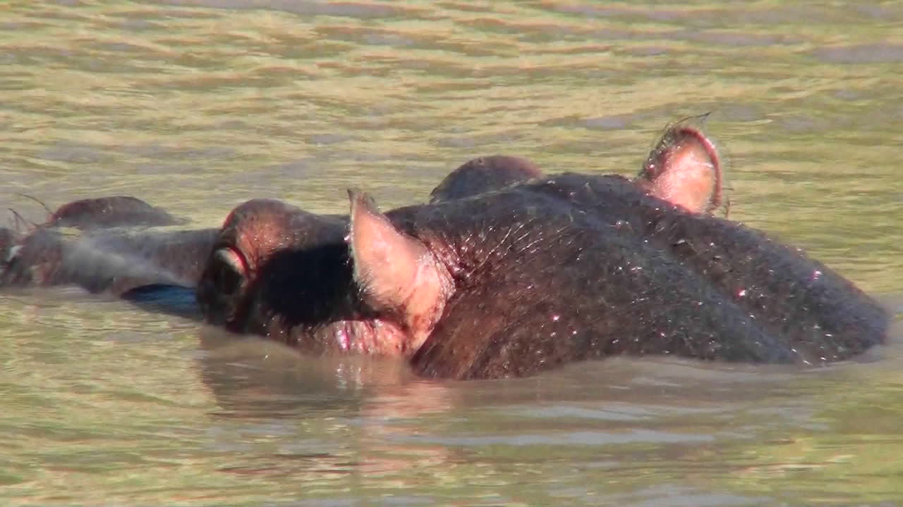 Nærbilde av en flodhest som dukker opp fra en brun elv i Afrika