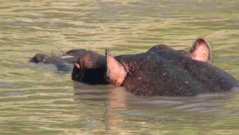 close of a hippo surfacing from a brown river in africa