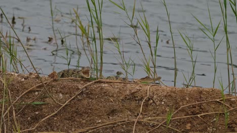 Ein-Jungtier,-Das-Zusammen-Mit-Anderen-Mit-Offenem-Maul-Zu-Sehen-Ist,-Während-Die-Kamera-Herauszoomt,-Siamkrokodil-Crocodylus-Siamensis,-Thailand