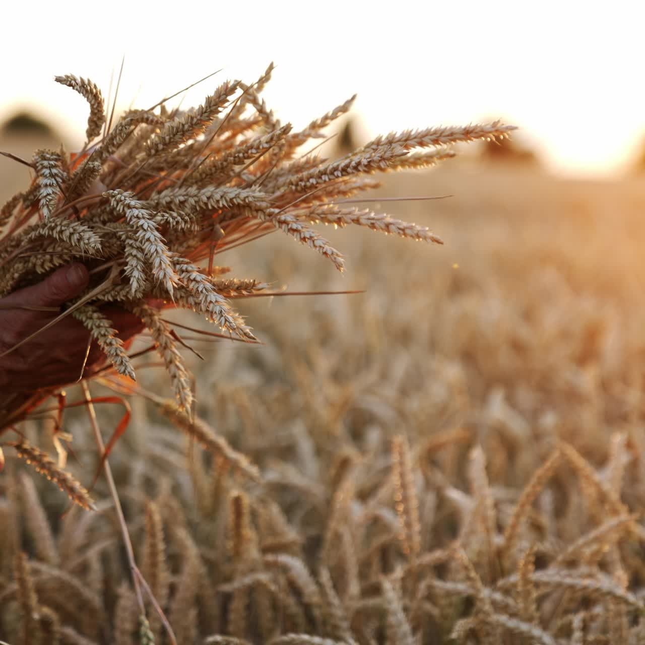 Beautiful bunch of ripe wheat ears in the hands of old farmer. Dry field at sunset at blurred backdrop