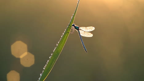 dragonfly perched on a dewy blade of grass at sunrise