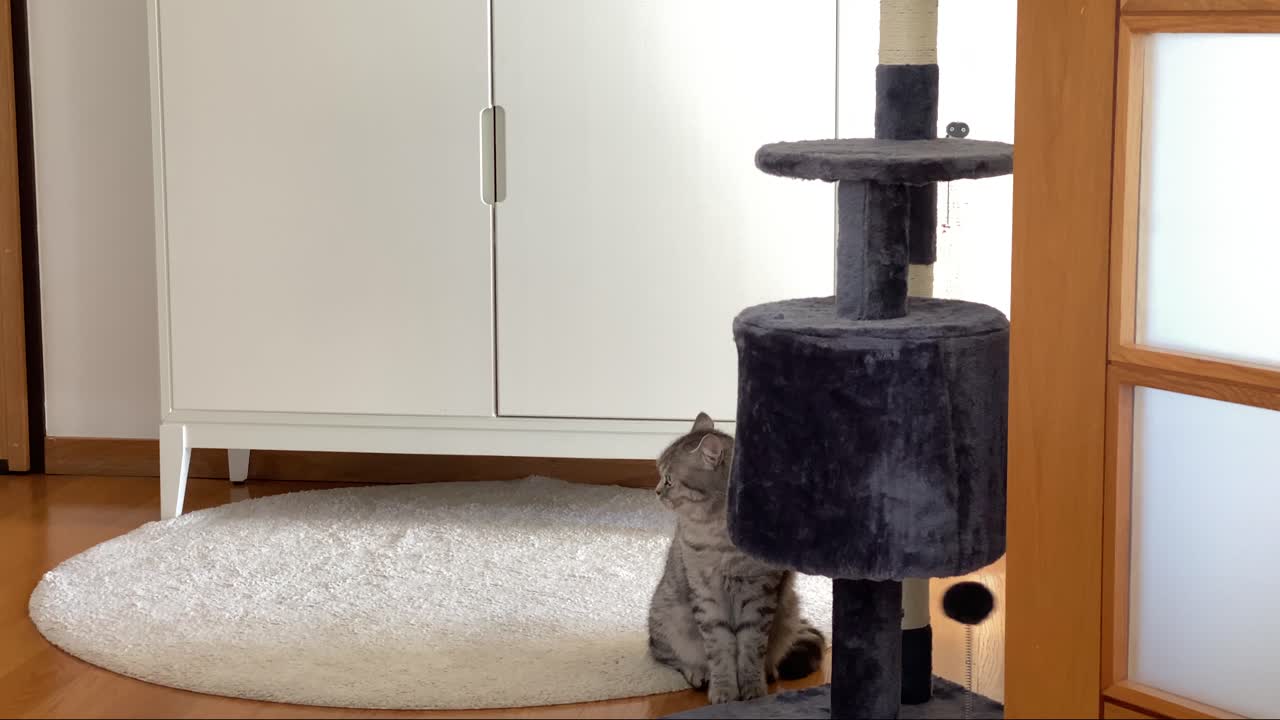 猫のおもちゃを抱えて座っている白髪のペルシャ猫