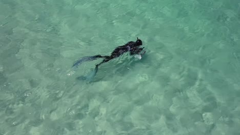 a photographer with waterproof camera capturing the stunning underwater scenery while freediving on the clear blue sea in carnarvon, west australia - aerial slowmo