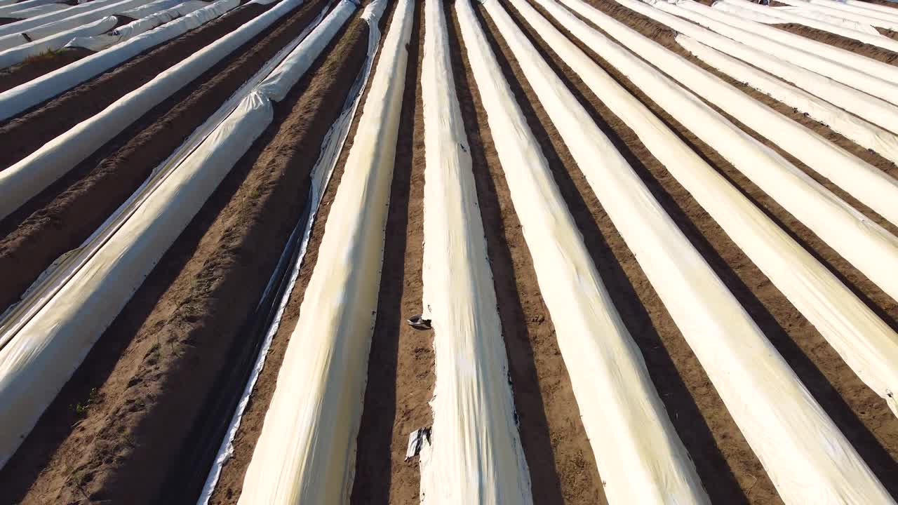 흥미로운 대칭선을 만드는 네덜란드의 큰 아스파라거스 밭의 드론 샷