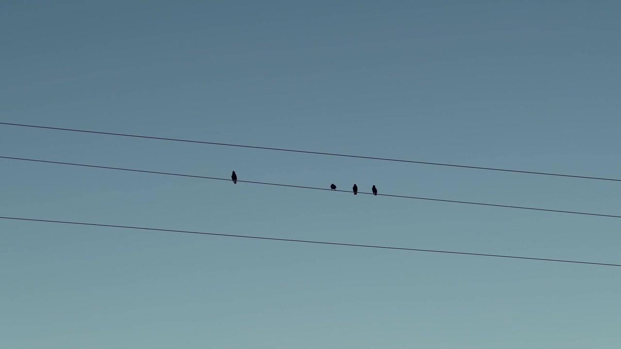 Quattro uccelli sono posati su fili elettrici contro un cielo azzurro limpido