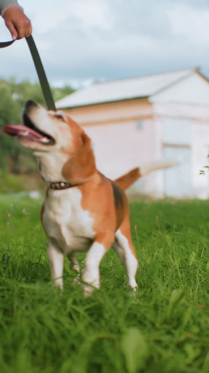 beagle al guinzaglio che trema di gioia sull'erba vicino a una casa di periferia, ansima e scodinzola mentre annusa il terreno, tira delicatamente il collare di cuoio, esplorando il cortile sotto la calda luce del sole con energia