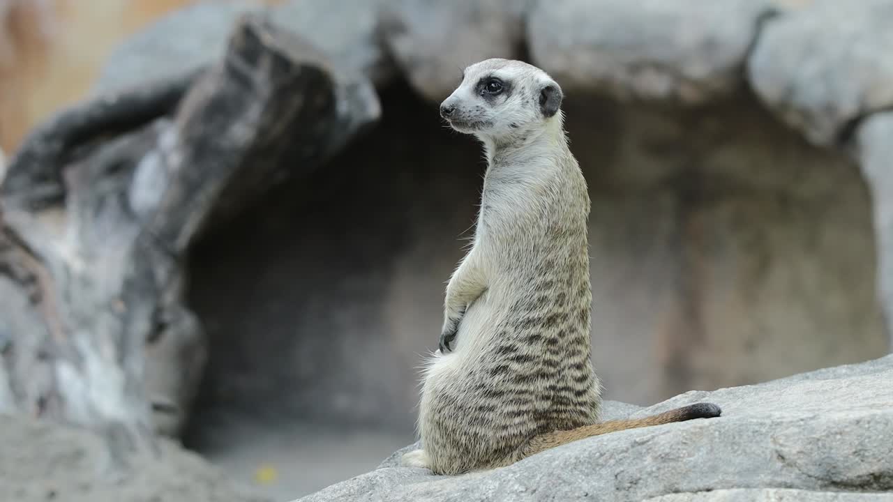 Meerkat Standing Alert on Stone in Natural Habitat with Rocky Background