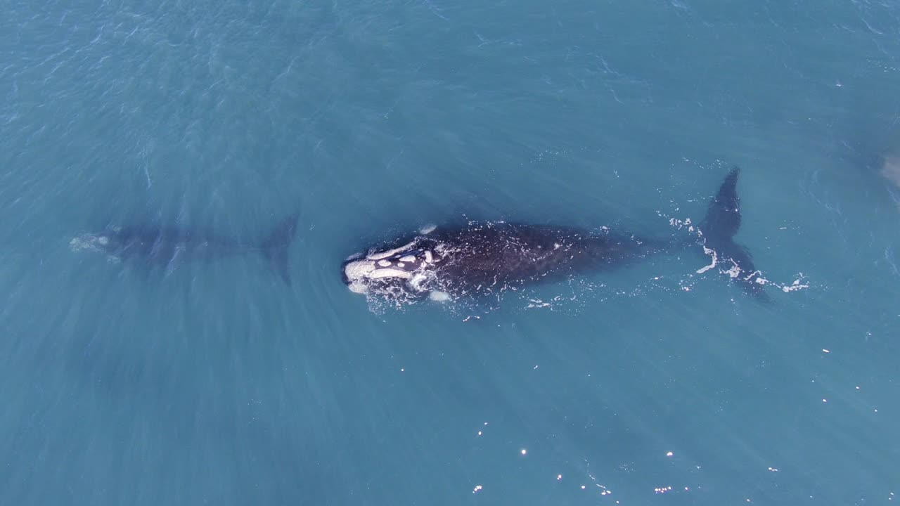 새끼를 따라 먹이를 주는 장소로 이동하는 어미 고래 - 공중 조감도
