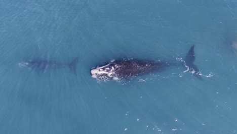 Madre-Ballena-Siguiendo-A-Su-Bebé-En-La-Migración-A-Las-Zonas-De-Alimentación---Vista-Aérea-De-Pájaro