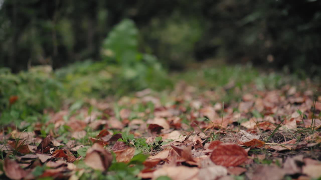 Autumn scene shows close up on forest floor covered with yellow dry leaves and red fruits scattered on ground, blurred background adds dreamy mood, hint of green grass underscores fall vibe