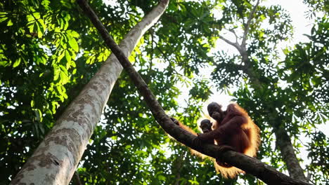 orangutan mother and baby in the rainforest