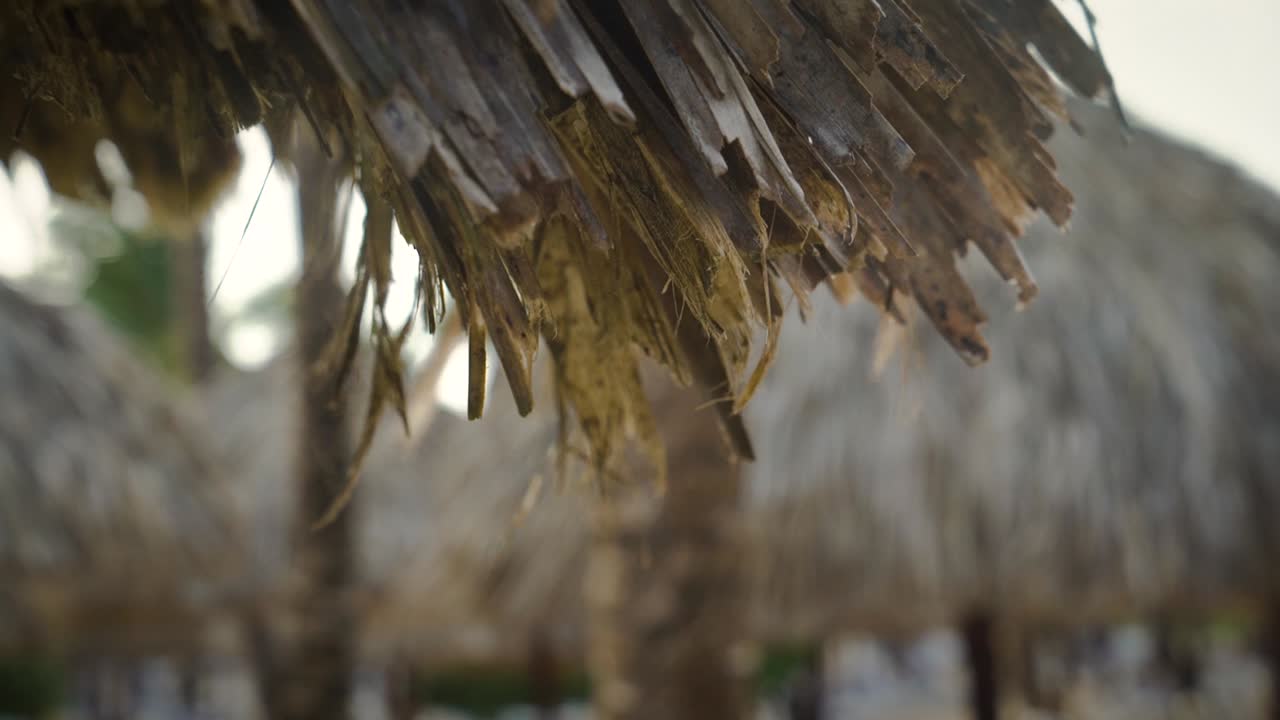 The Carribean raindrops from the palm tree leaf