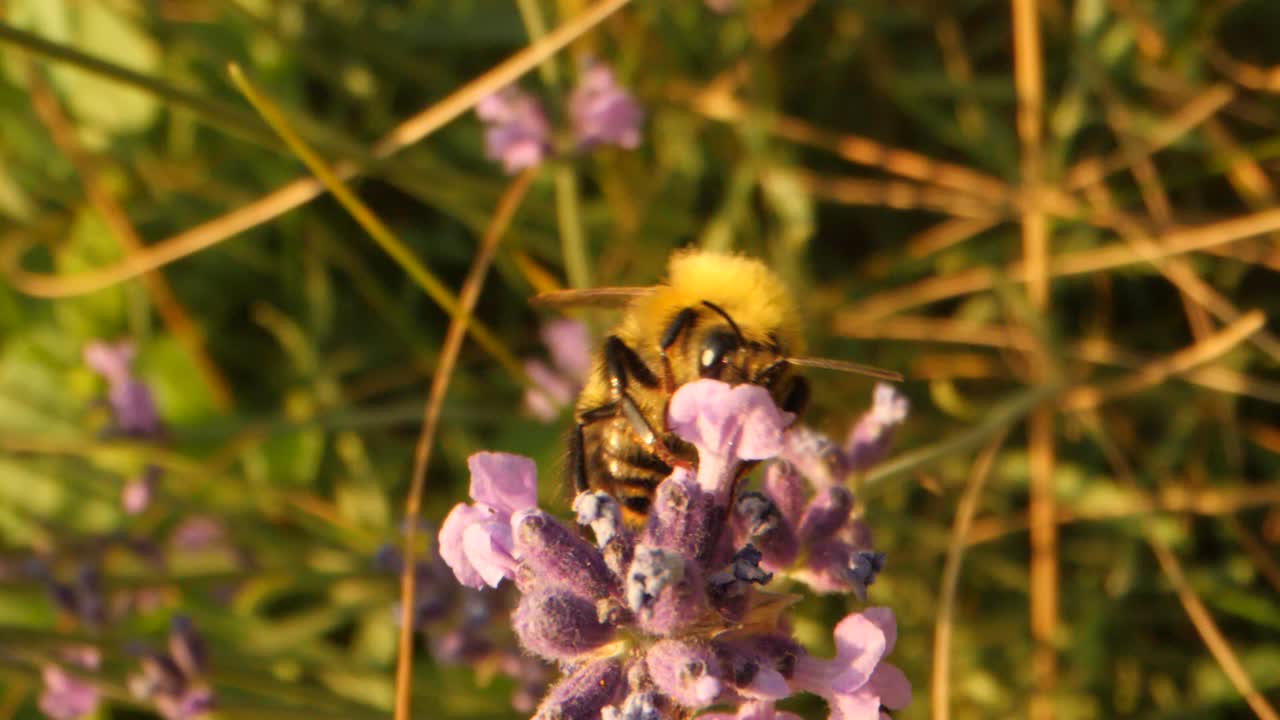 happy bee flies to the purple flower for honey