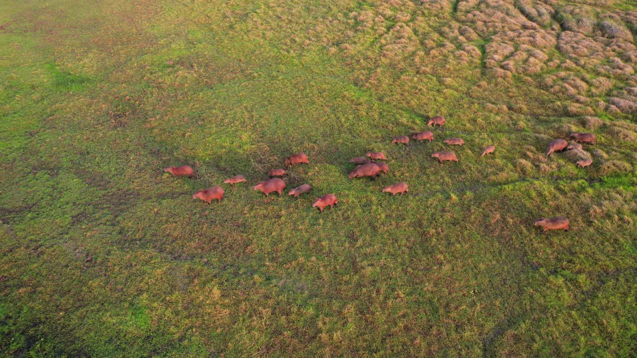 Top-down aerial view of a large herd of capybaras walking across the grassy plains of the Llanos, Venezuela