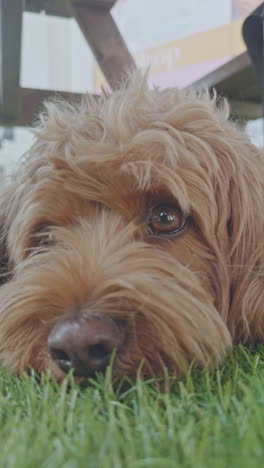 adorable cavapoo dog outdoors relaxing in vertical